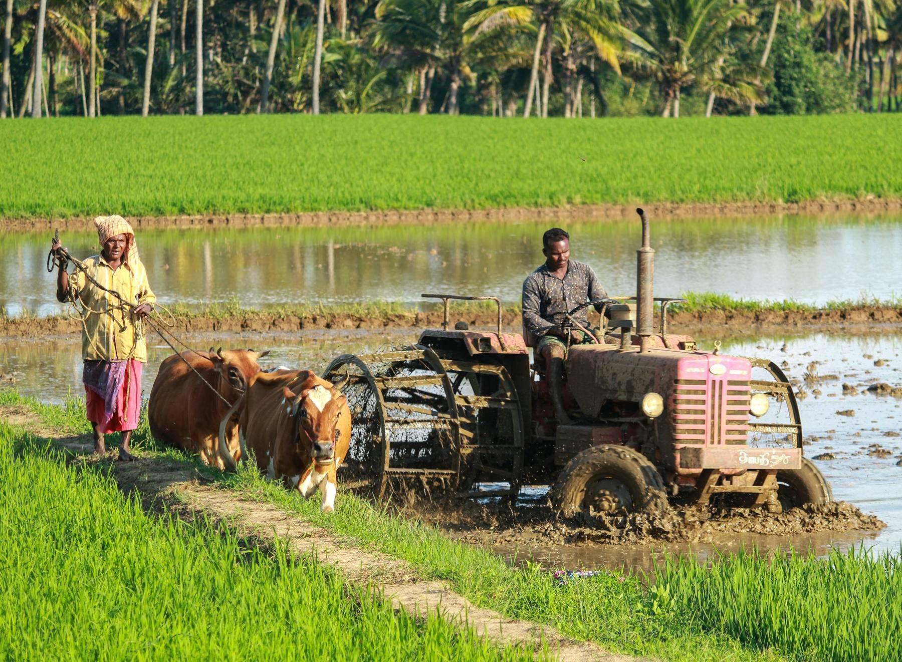 धान के खेत में बैलों और ट्रैक्टर से जुताई करते किसान
