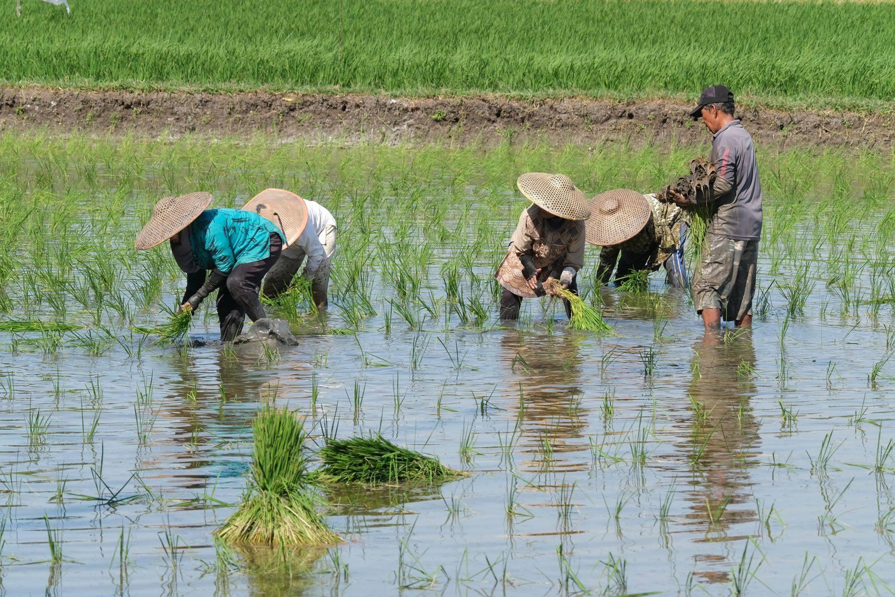 पानी भरे खेत में धान की रोपाई करते किसान
